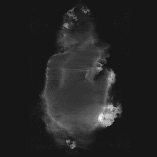 Alvis Delk Cretecous Footprint
