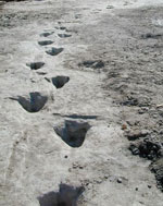 Turnage-Patton Trackway